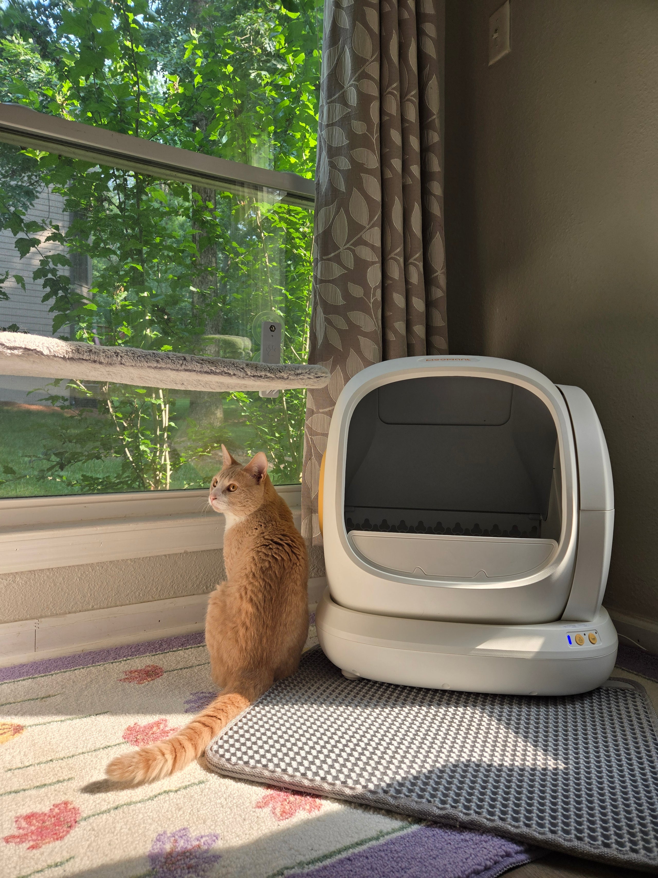 Top-Rated Self-Cleaning Litter Box